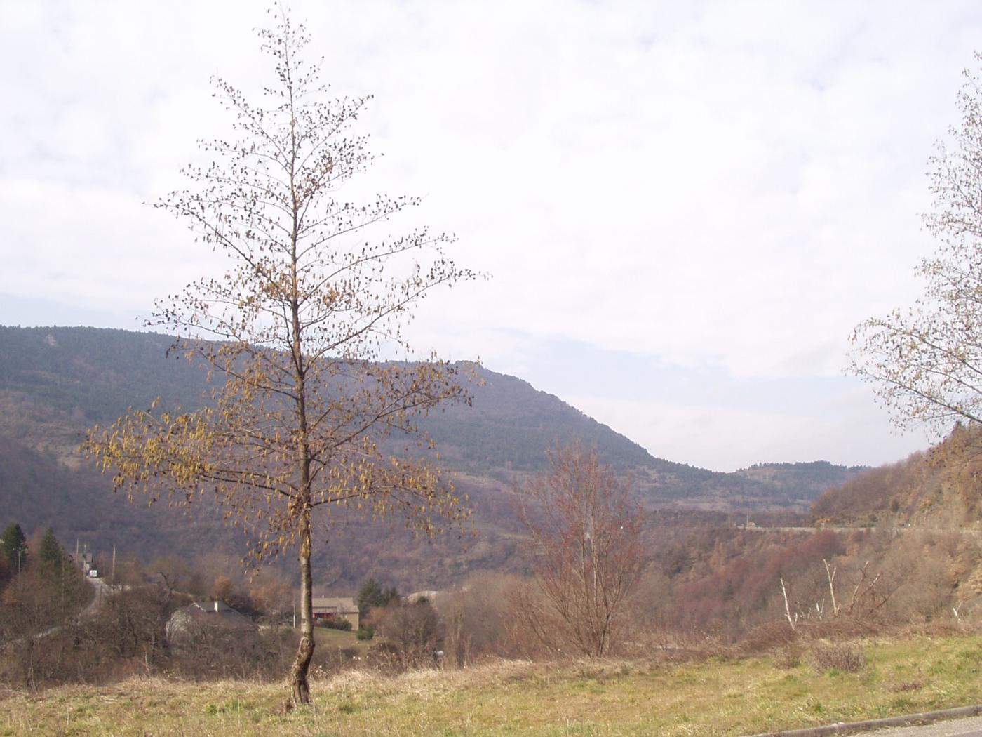 Alder plant